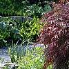 Acer palmatum 'Garnet', habit
