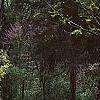 Acer palmatum, habit
