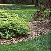 Acer palmatum, habit
