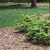 Acer palmatum, habit