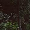 Acer palmatum, habit