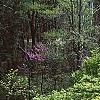 Acer palmatum, habit
