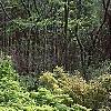 Acer palmatum, habit