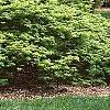 Acer palmatum, habit