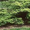 Acer palmatum, habit