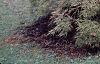 Acer palmatum, habit