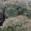 Acer palmatum, habit