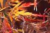 Acer palmatum, fall color
