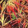 Acer palmatum, fall color