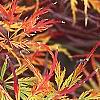 Acer palmatum, fall color