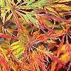 Acer palmatum, fall color