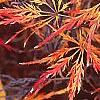 Acer palmatum, fall color
