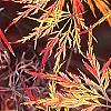 Acer palmatum, fall color