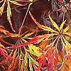 Acer palmatum, fall color