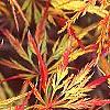 Acer palmatum, fall color