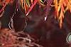 Acer palmatum, fall color