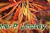 Acer palmatum, fall color