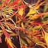 Acer palmatum, fall color