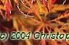 Acer palmatum, fall color