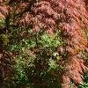Acer palmatum 'Red Select', habit