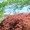Acer palmatum 'Red Select', habit