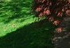 Acer palmatum 'Red Select', habit