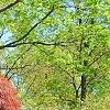 Acer palmatum 'Red Select', habit
