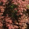 Acer palmatum 'Red Select', habit