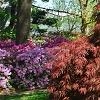 Acer palmatum 'Red Select', habit