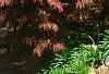 Acer palmatum 'Red Select', habit