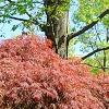 Acer palmatum 'Red Select', habit