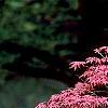 Acer palmatum 'Kasagiyama', habit