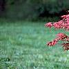 Acer palmatum 'Kasagiyama', habit