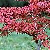 Acer palmatum 'Kasagiyama', habit