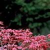 Acer palmatum 'Kasagiyama', habit