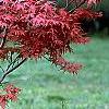 Acer palmatum 'Kasagiyama', habit