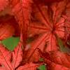 Acer palmatum 'Kasagiyama', leaves