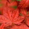 Acer palmatum 'Kasagiyama', leaves