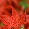 Acer palmatum 'Kasagiyama', leaves