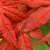 Acer palmatum 'Kasagiyama', leaves