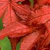 Acer palmatum 'Kasagiyama', leaves