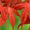 Acer palmatum 'Kasagiyama', leaves
