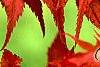 Acer palmatum 'Kasagiyama', leaves