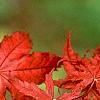 Acer palmatum 'Kasagiyama', leaves