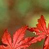 Acer palmatum 'Kasagiyama', leaves