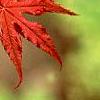Acer palmatum 'Kasagiyama', leaves