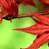 Acer palmatum 'Kasagiyama', leaves