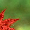 Acer palmatum 'Kasagiyama', leaves