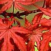 Acer palmatum 'Kasagiyama', leaves