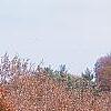 Acer palmatum 'Scolopendrifolium', habit